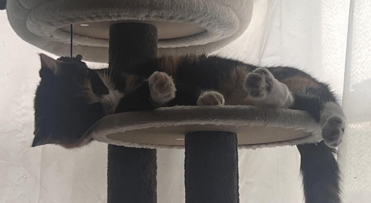 laurent solis. ᥫ᭡ tweet media