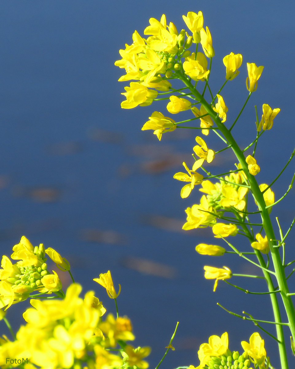 Margreeth0_0's tweet image. GM☕️ Het lijkt droog te blijven als ik zo op de fiets stap maar 't regenpak zit in de fietstas. Ik wens jullie een mooie start in de nieuwe week,  have a lovely Monday🌼 #thephotohour #Naturephotographer #NatureBeautiful #GoodmorningEveryone #FlowersOnMonday #natuur #liefde