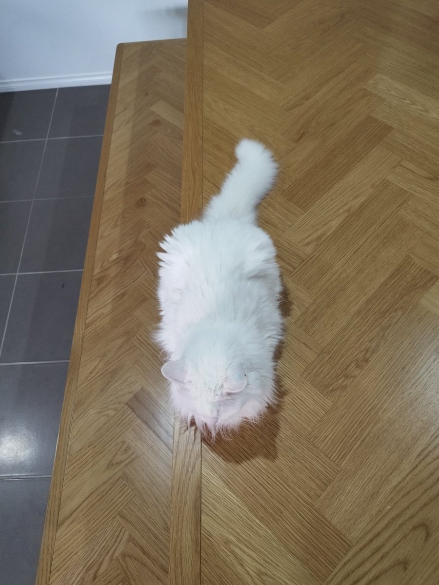 Behold! Am most royal #KittyLoafMonday 👑 
💙Queen Jellybean