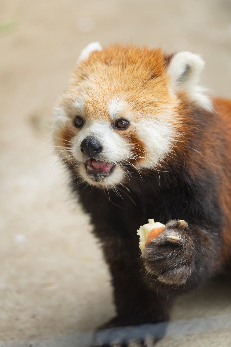 Cryptoshi tweet media