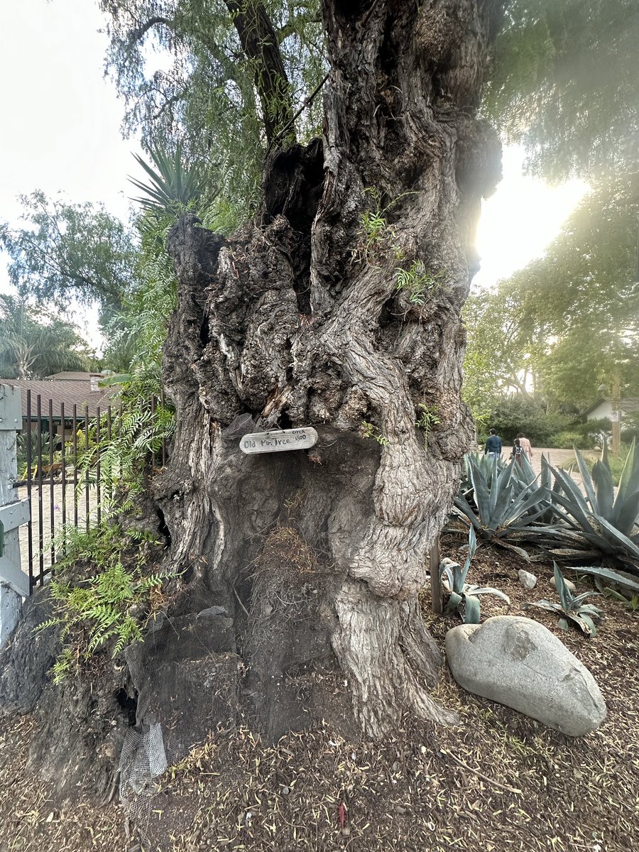 A tree from 18th Century which has seen multiple generations, standing tall in 21st Century !!

#Positivity