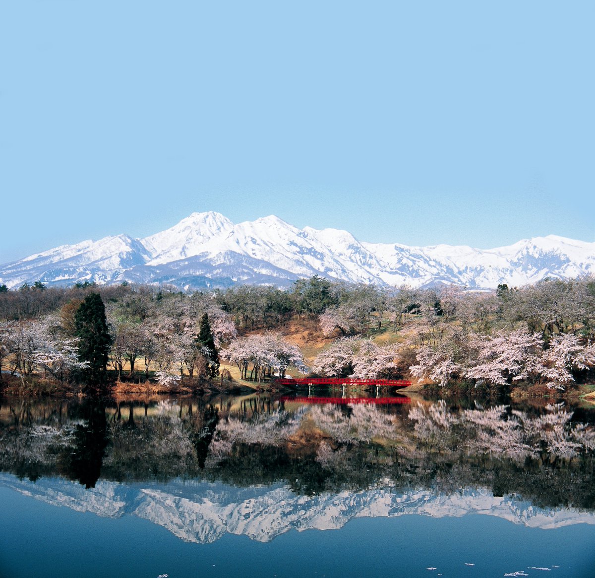 【雪と桜の共演！新潟で春に見たい絶景まとめ】

まだ雪が残る中で咲く桜🌸
冬と春が重なる、この時期だけの特別な景色です✨

雪国・新潟ならではの絶景をまとめました👇
 niigata-kankou.or.jp/feature/snow_a…

#新潟