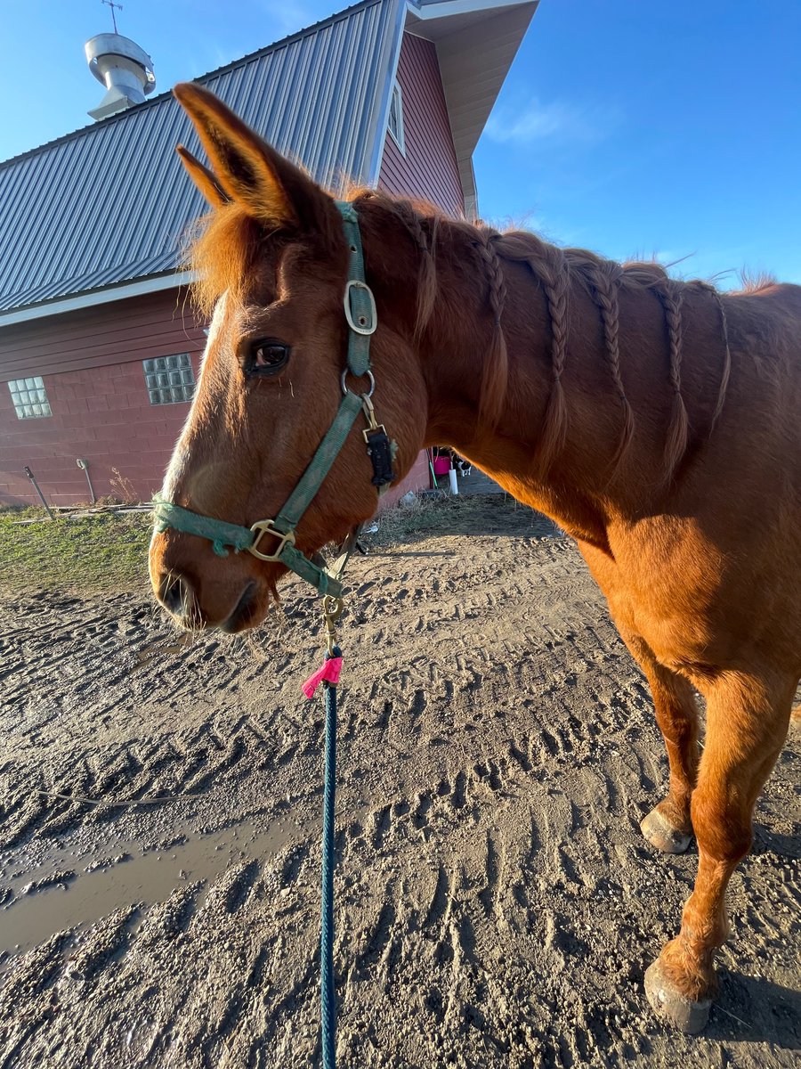 It hit 65F and I got so excited I braided my horse