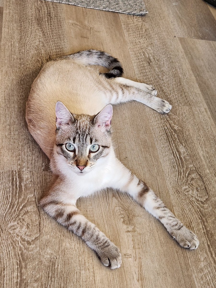 lentil & bowser 🩶 walter & bonkers 🌈 tweet media