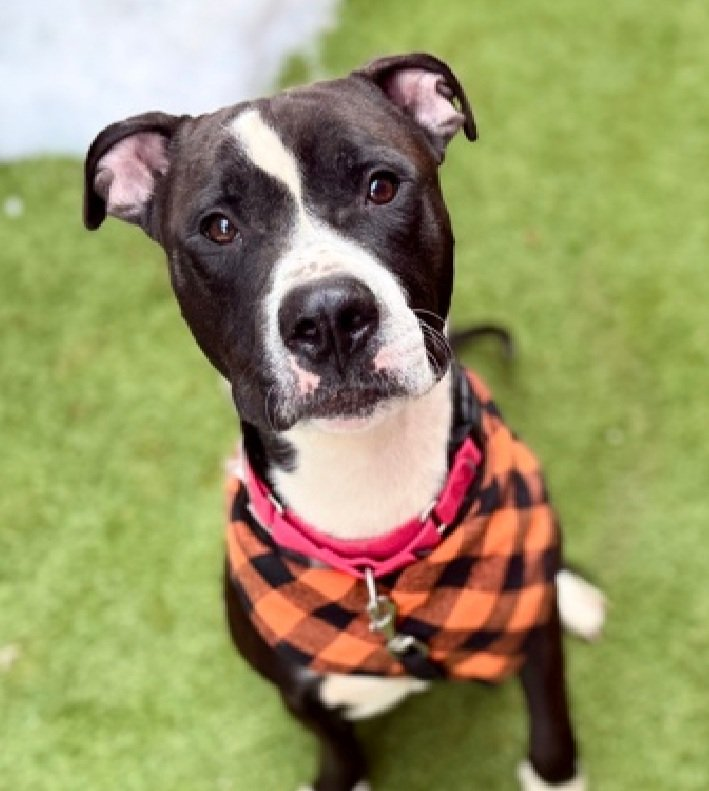 tomsland_'s tweet image. It's too late. Beautiful Tarmack has been senselessly slaughtered by the brutal barbarians of NYCACC  just because he was fearful at the shelter💔😭😭
NYCACC doesn't want to deal with fearful dogs so it kills them.
RIP sweet Tarmack. Unlike heartless humans #AllDogsGoToHeaven🌈
