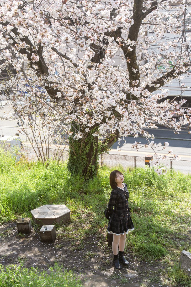 『見上げた春に、名前のない物語が揺れていた。』