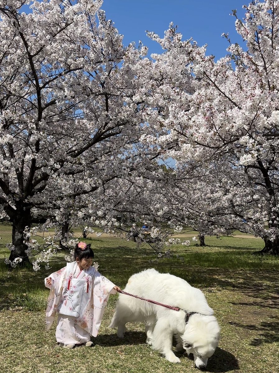 山の奥から tweet media