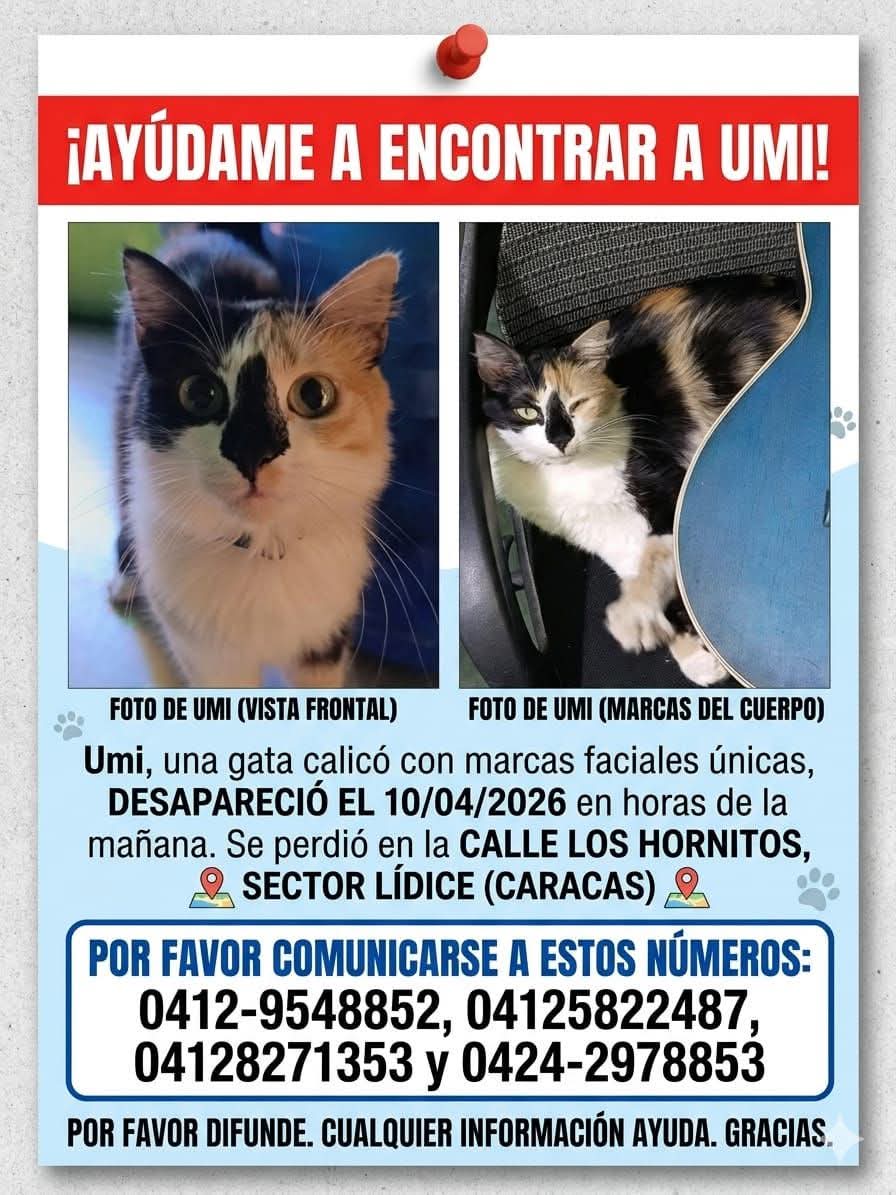 PerroUsuario Wof '•' tweet media