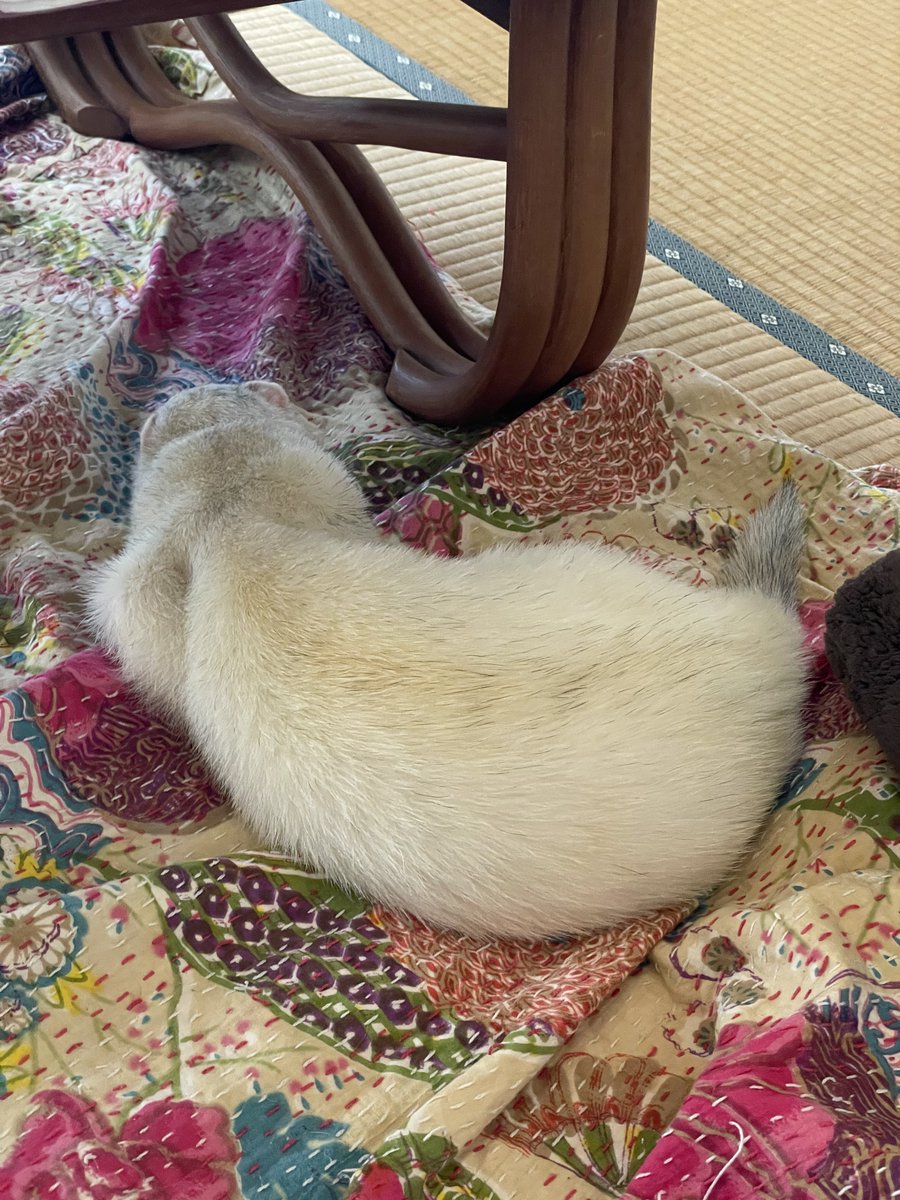 everyday_ferret tweet media
