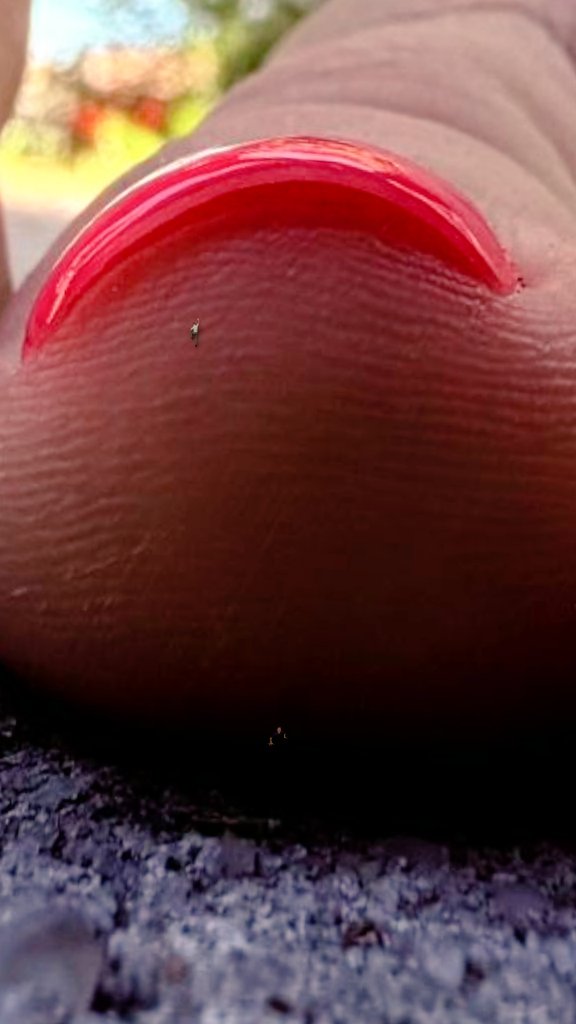 House of The Giantess tweet media