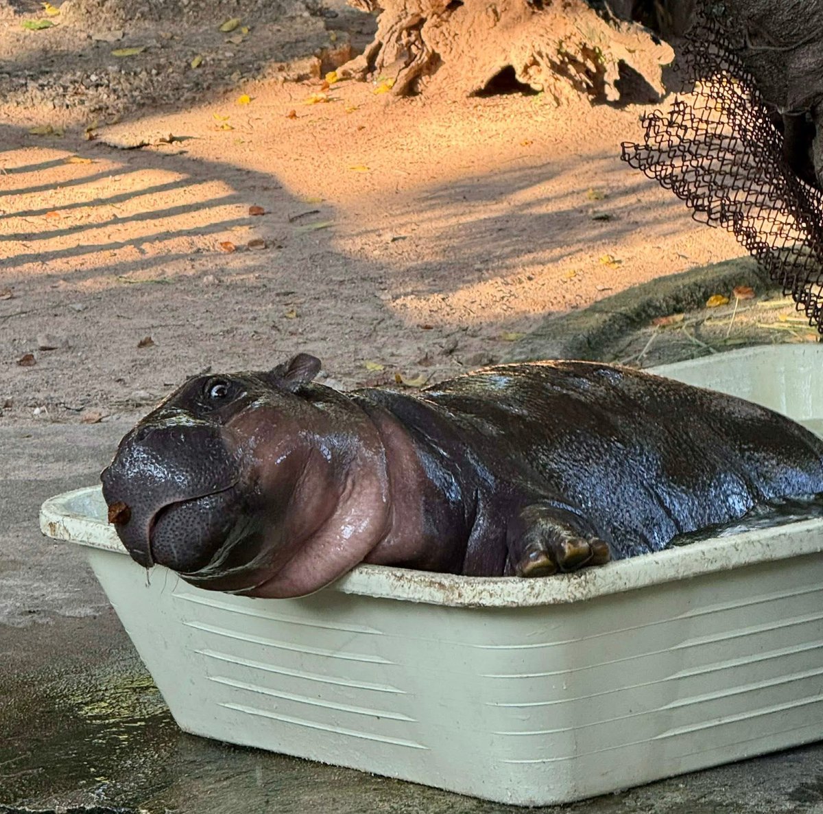 Khamoo.andthegang tweet media