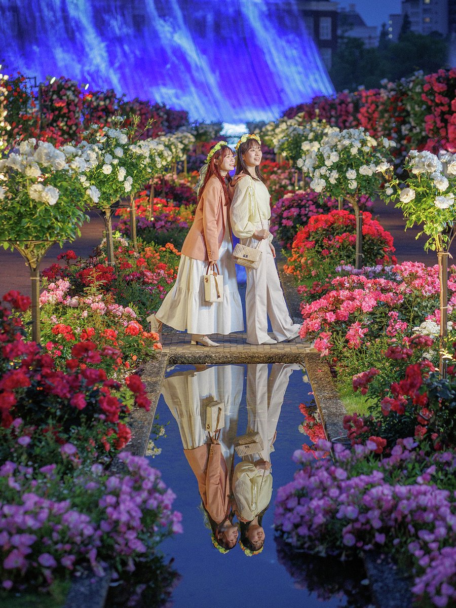 絵になるハウステンボス ヨーロッパの街並み×バラの花絶景🌹 ＼ 初夏の