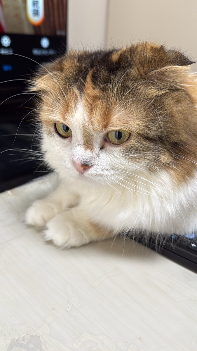 びーつん・安武呂 tweet media