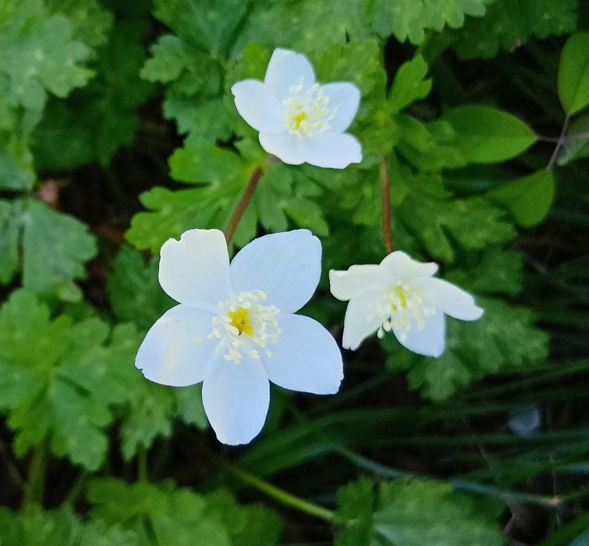 おがっつ@こげら。'26 tweet media