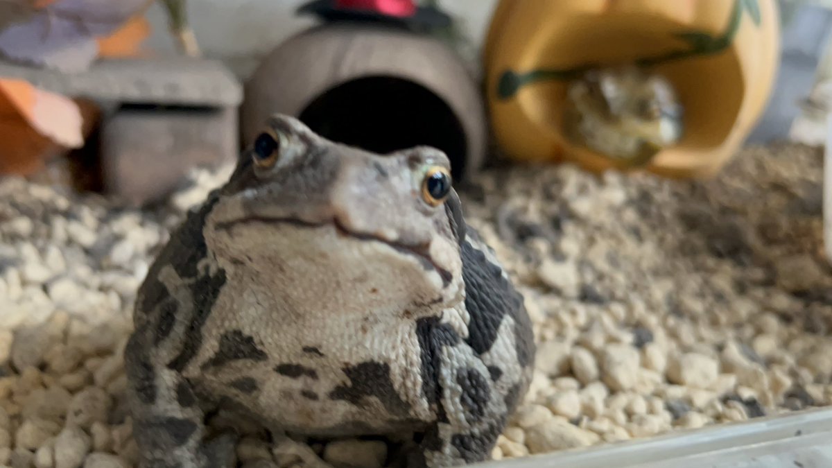 🐸ケコたん🐸ゴリ女 tweet media