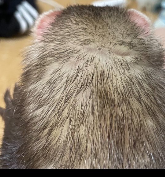 ダンボ tweet media