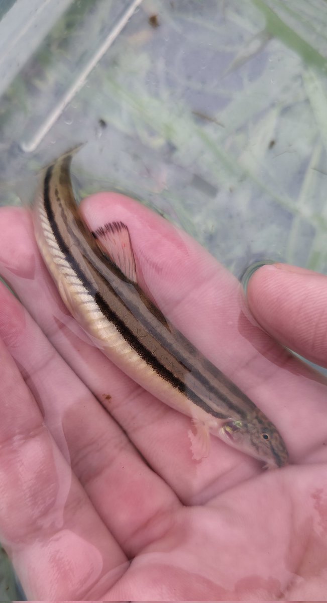 かまタナゴ tweet media