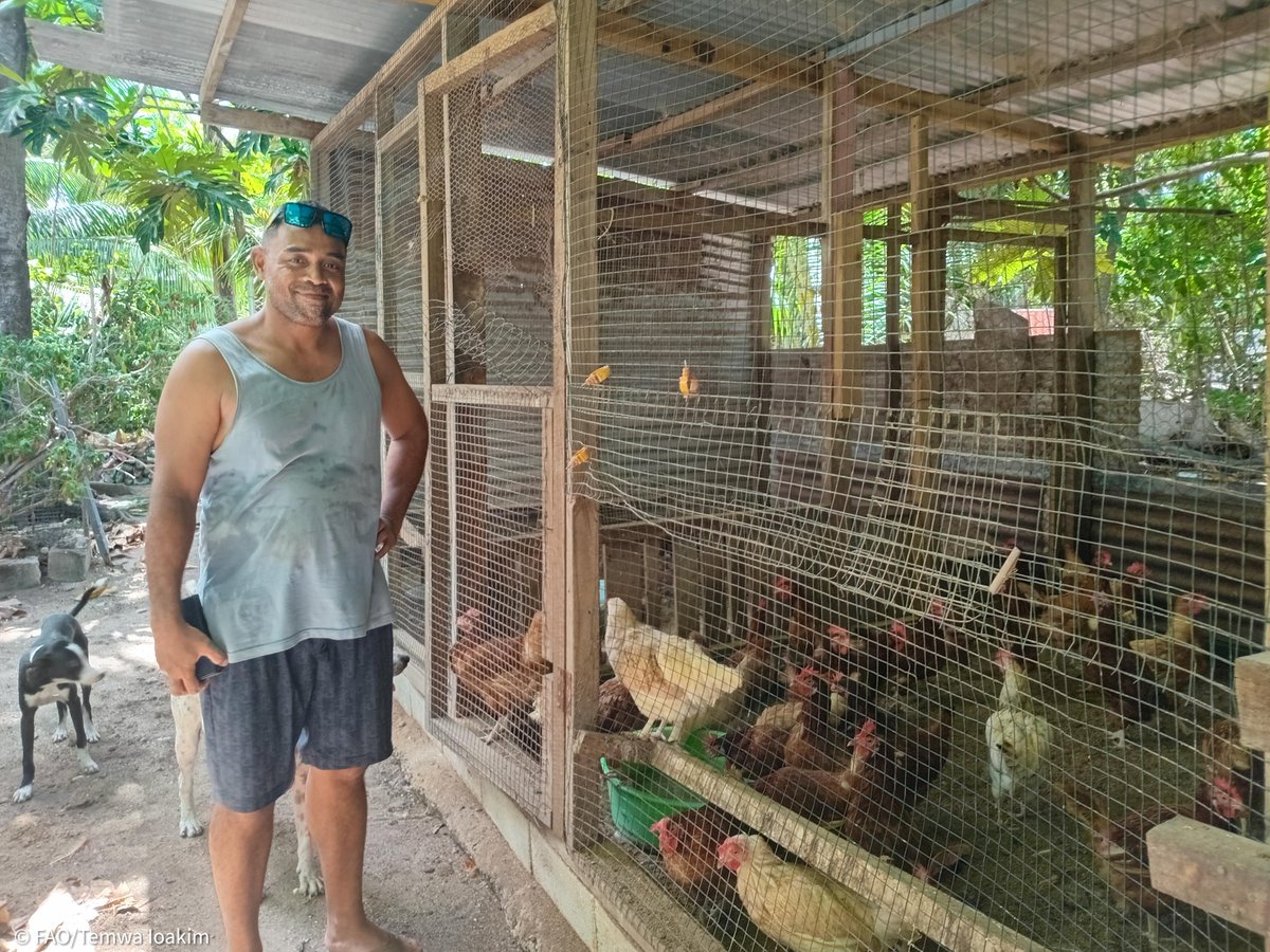 FAOPacific's tweet photo. 🥚🐣In the Federated States of Micronesia 🇫🇲, Kiribati 🇰🇮&amp; Tuvalu 🇹🇻, we are working hand-in-hand with governments to strengthen local poultry egg production.

This Technical Cooperation Prog. aims for #BetterProduction, reduced import dependency, #BetterNutrition &amp; #BetterLife. https://t.co/GISKybjqxW