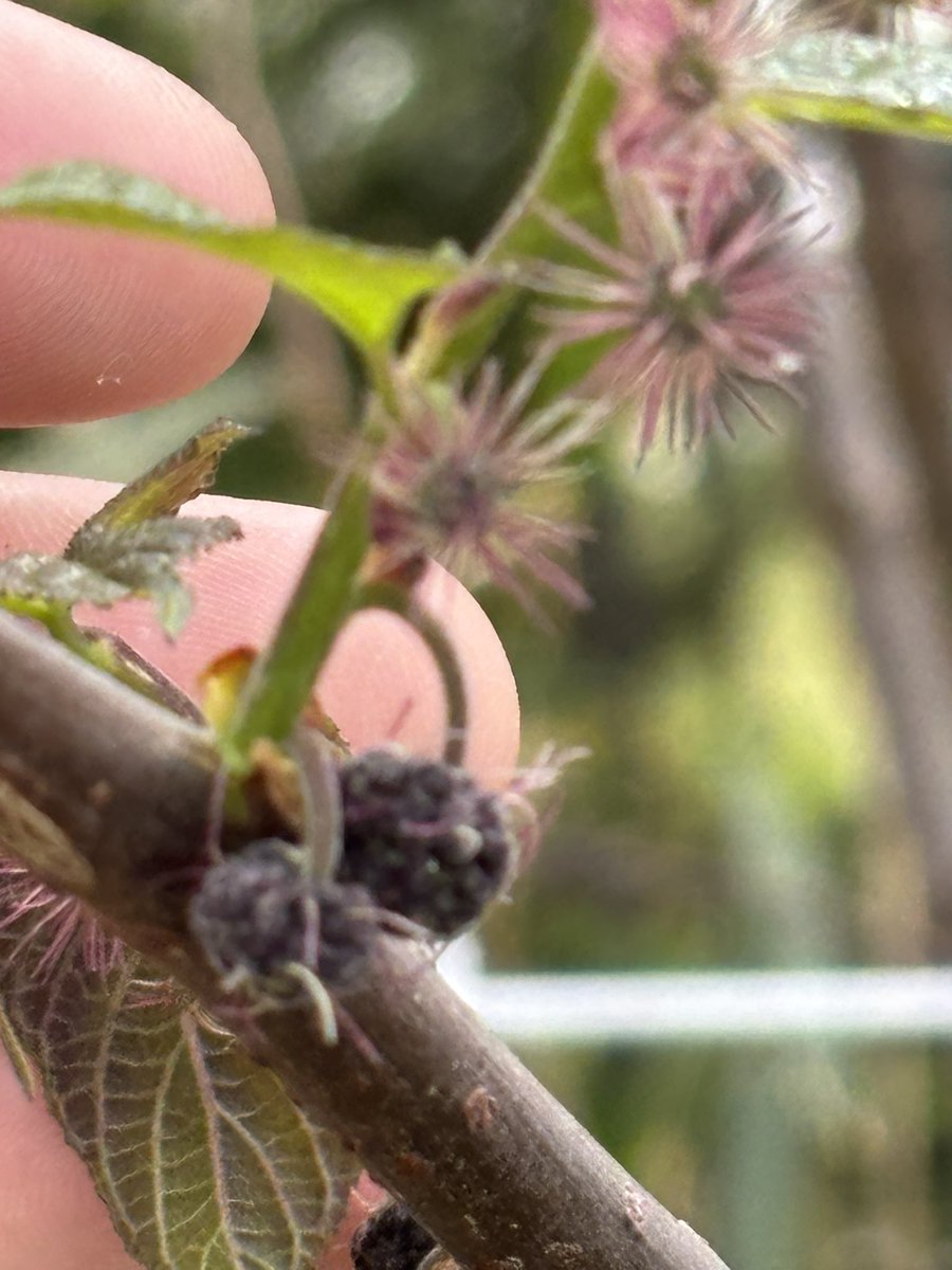 白川@PCたくさん作ってる tweet media