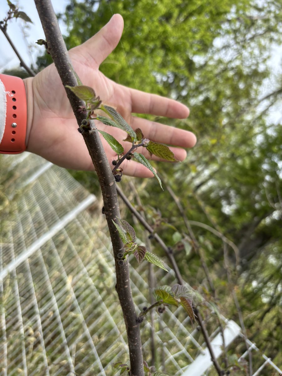 白川@PCたくさん作ってる tweet media