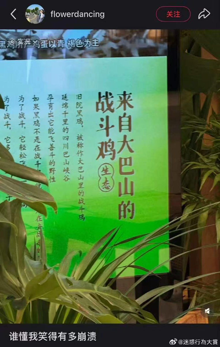 夏梦Summer tweet media