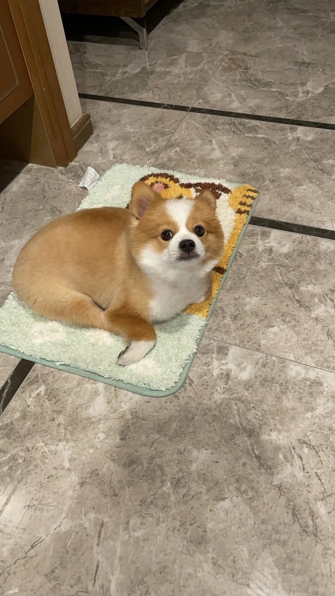 Bearlowzkoni tweet media