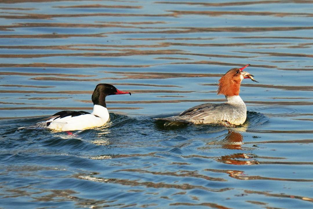Liaoning, China tweet media