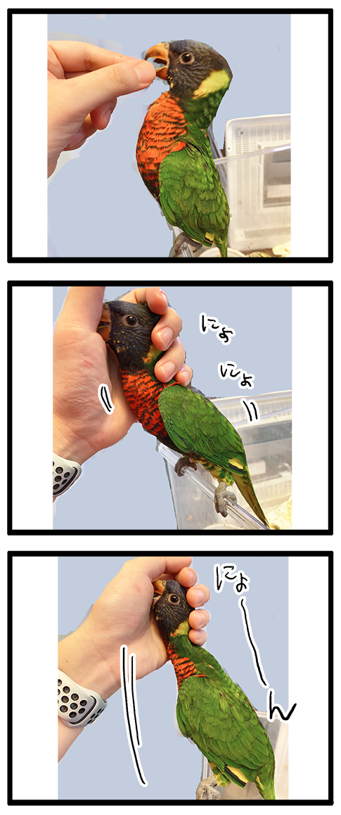 えるぽぴ ▶︎4/18,19 鳥フェス大宮、名古屋、金沢 tweet media