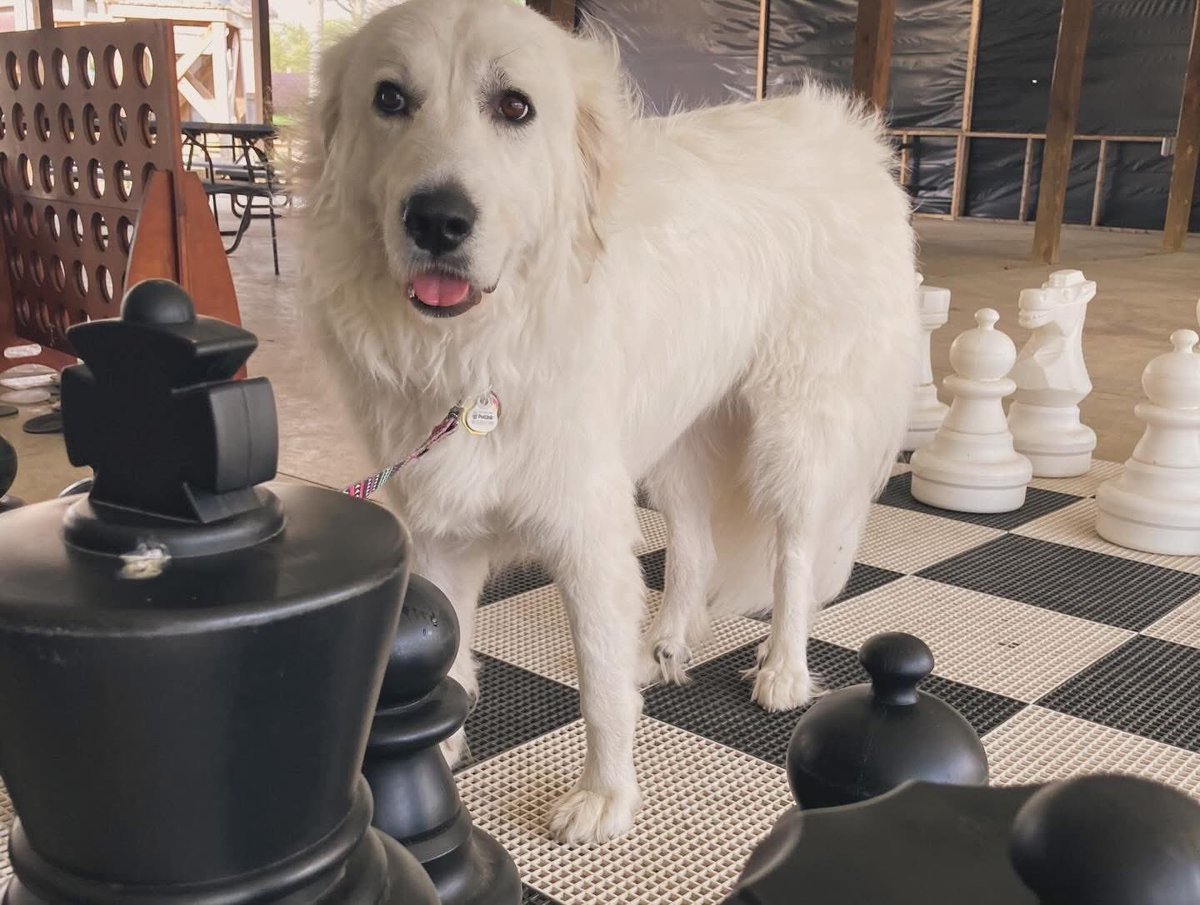 Anna The Pyrenees tweet media