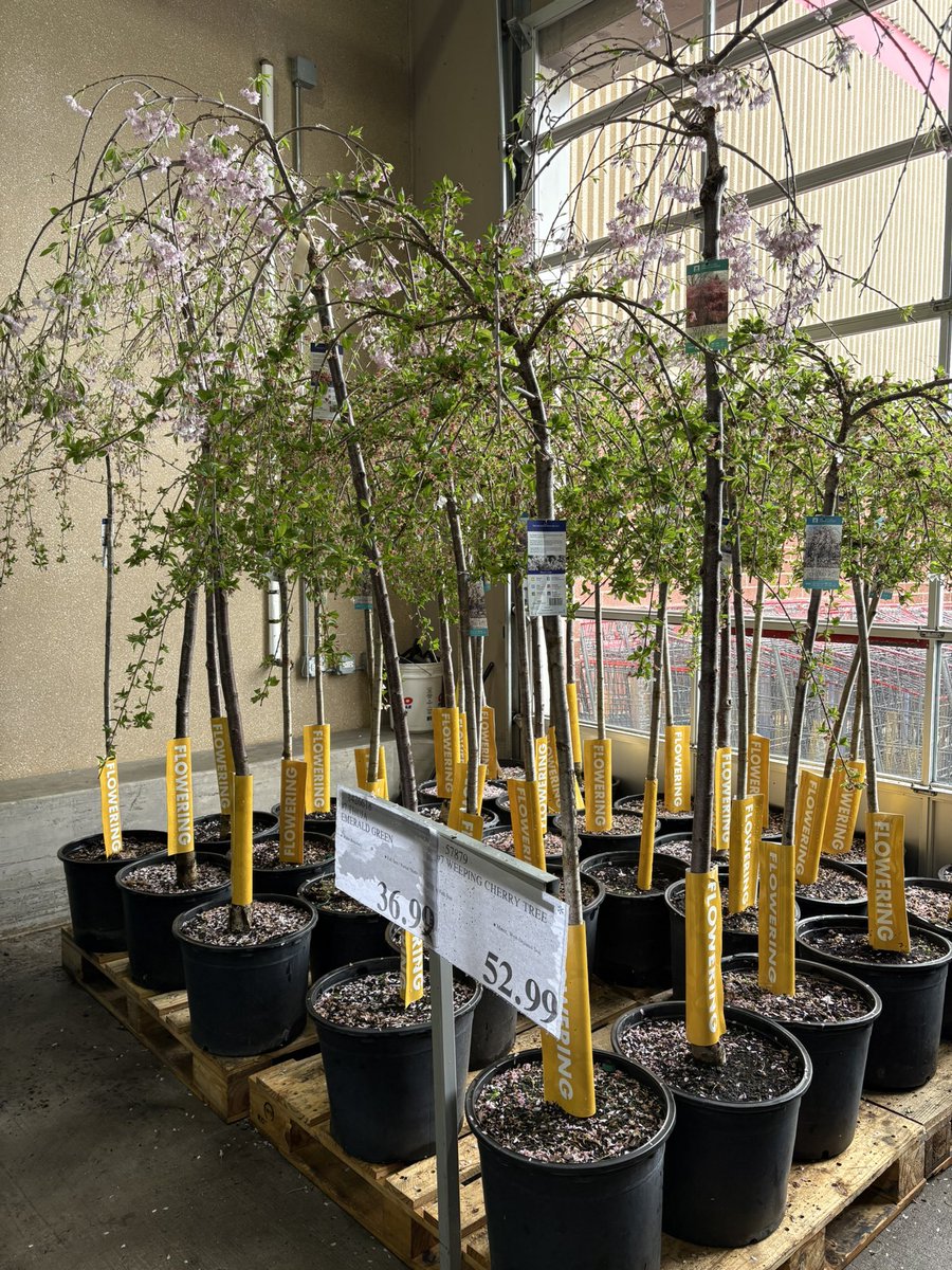 Hereafter tweet media