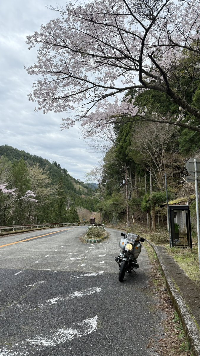 みきぴこ tweet media