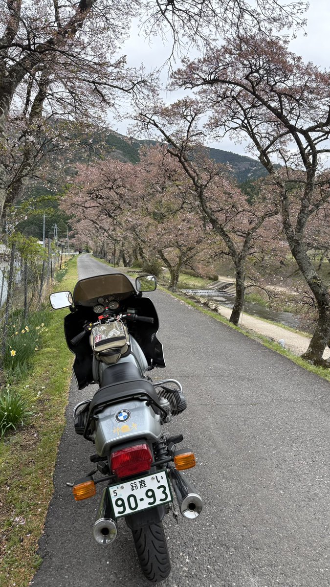 みきぴこ tweet media