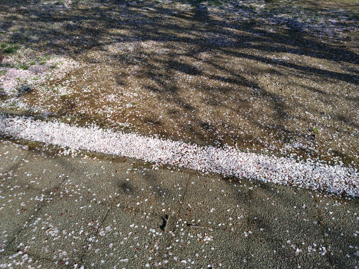 ちさと tweet media