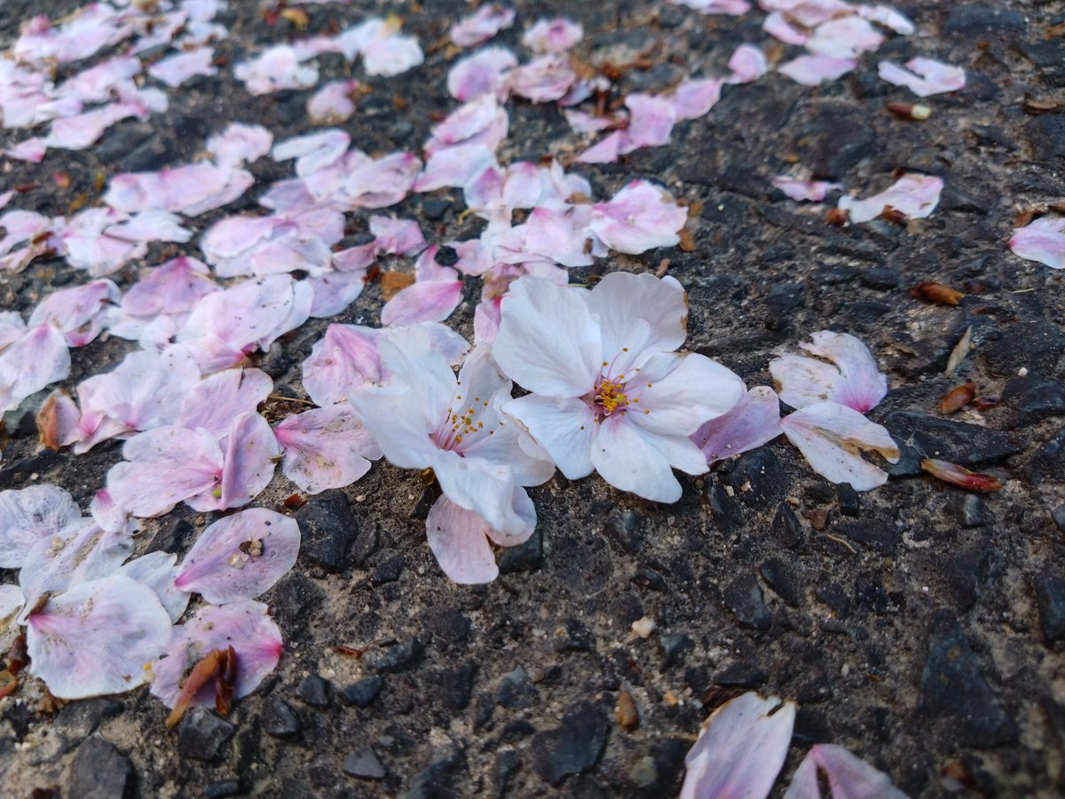 ちさと tweet media