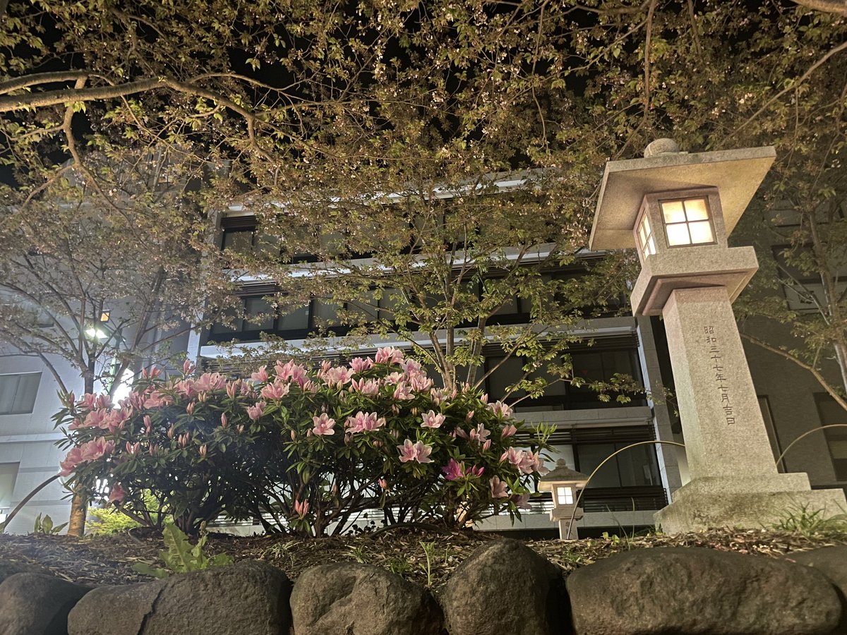 1174301's tweet photo. 昨夜の鎌倉若宮大路。
桜の開花が終わるのを待ち構えるように
ツツジが咲き始めていました🌺
紫陽花も植えて欲しいなぁ…

#段葛 https://t.co/p05f1ZB6Oi