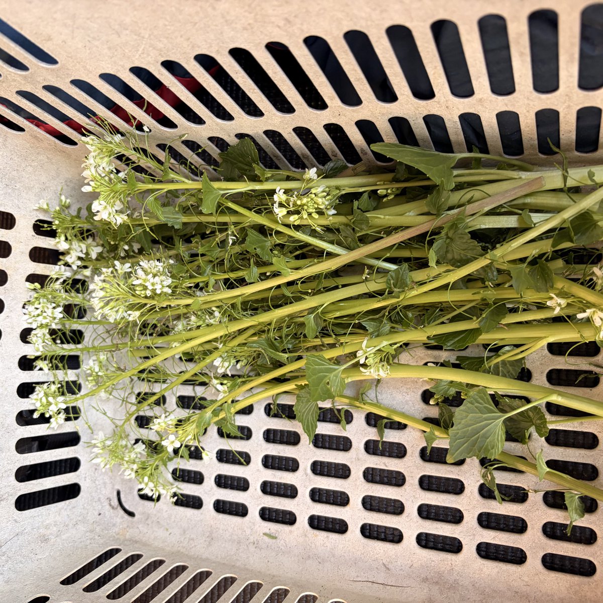 かっちゃん2代目🛵♨ tweet media