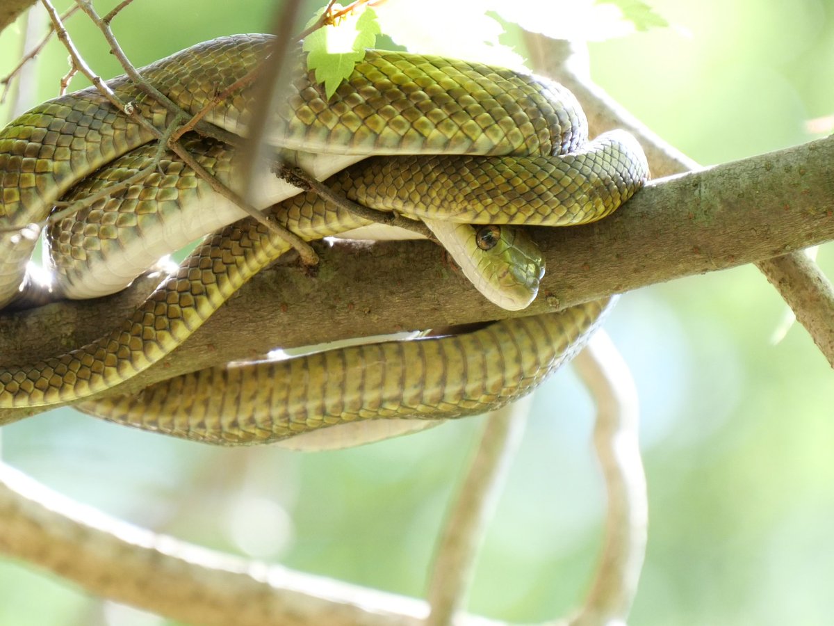 へみだく tweet media