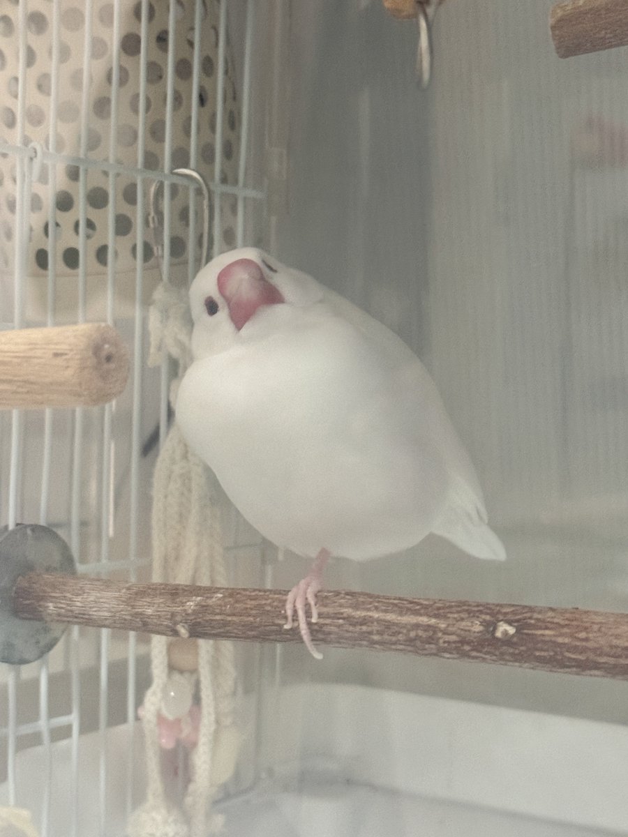 Saku 𓅪 tweet media