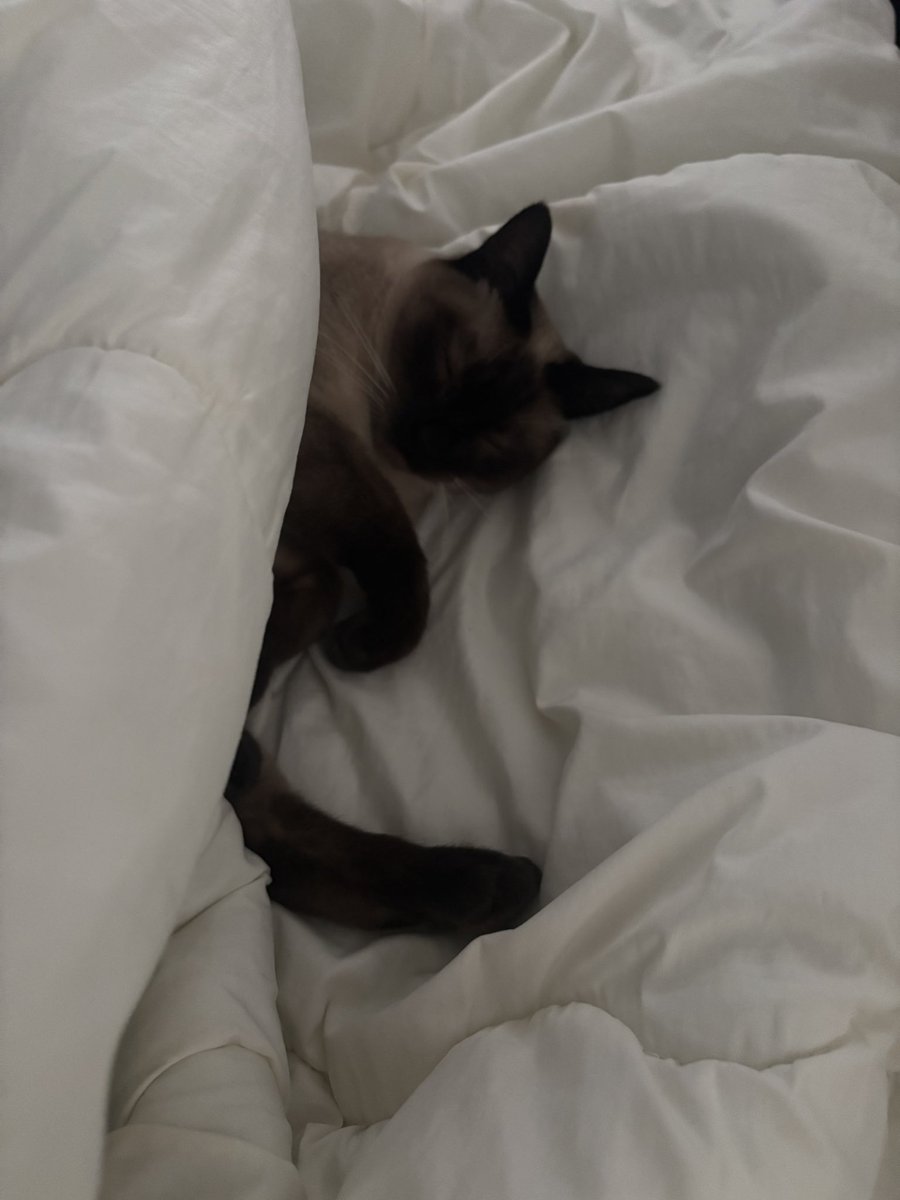 か お り 🦭 tweet media