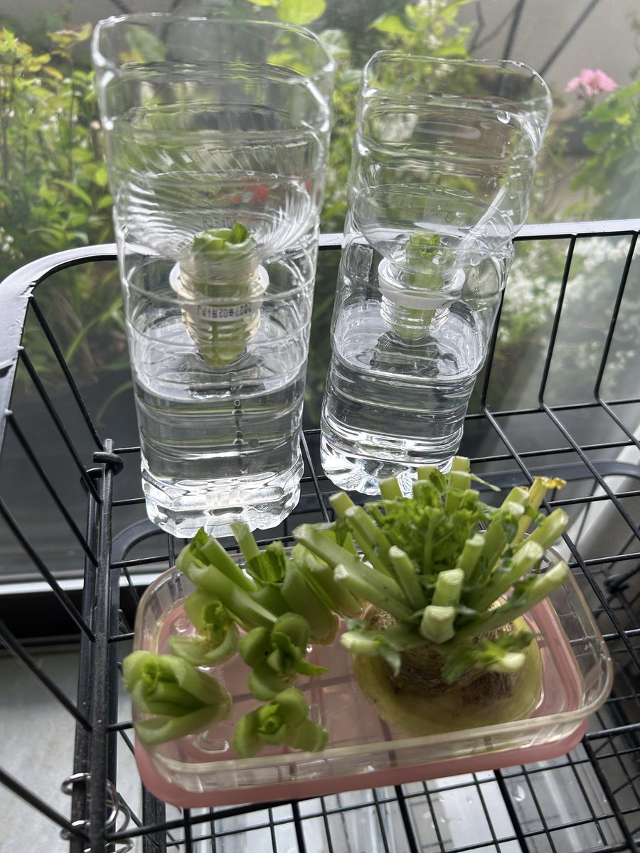 美恵桂 tweet media