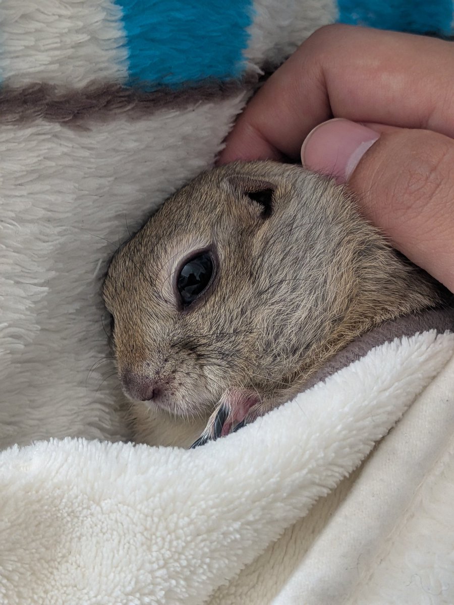 ニコルとウィリーといる日常 tweet media