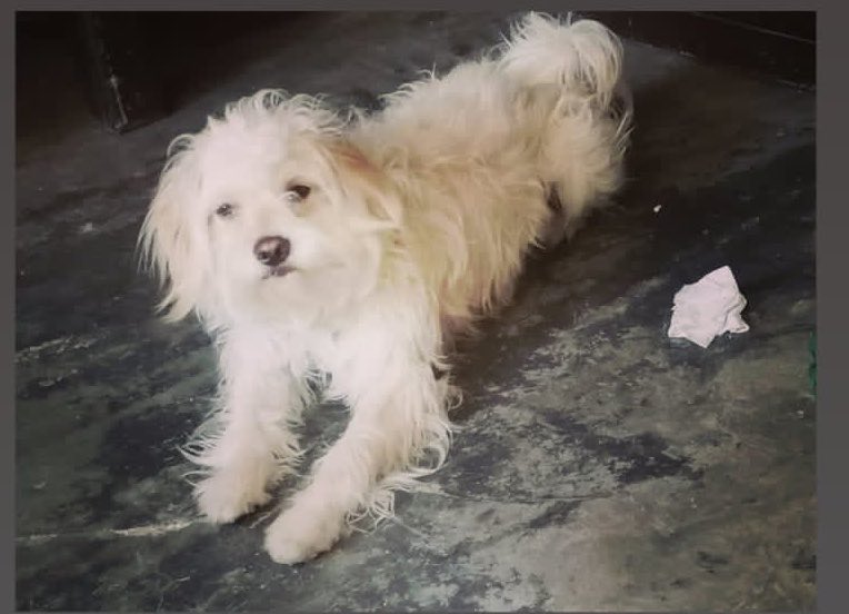 Me llamo Collie y tenía un hogar. Pero llegó un bebé y por alguna razón mi pelo le da alergia 😞

Intenté quitármelo pero no pude. Anoche escuché que me van a tirar a la perrera. Saben las cosas que pasan ahí verdad?

Me siento muy triste y tengo mucho miedo

Alina está