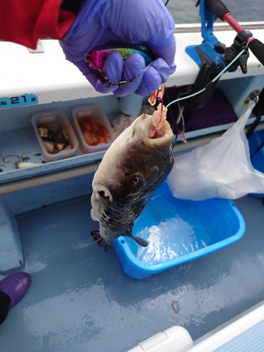 はくさい🐶釣り垢🎣 tweet media