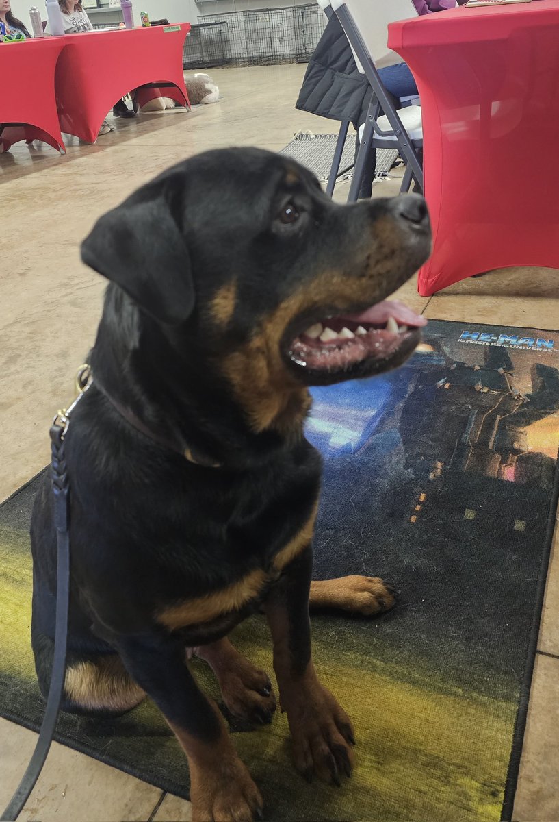Team Servicerottie🇨🇦🐕‍🦺🦽 tweet media
