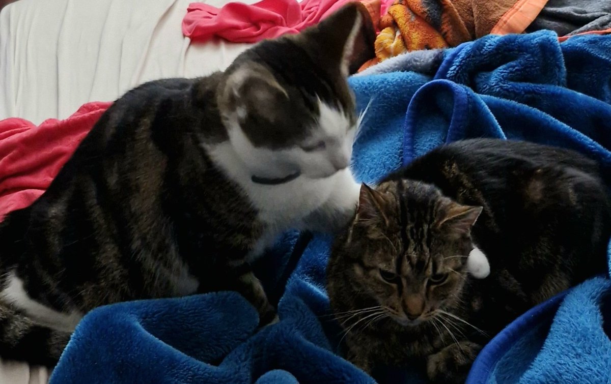 redactedpanda's tweet photo. @oto_nene15 there there little cat buddy https://t.co/PZhnH8EfXI