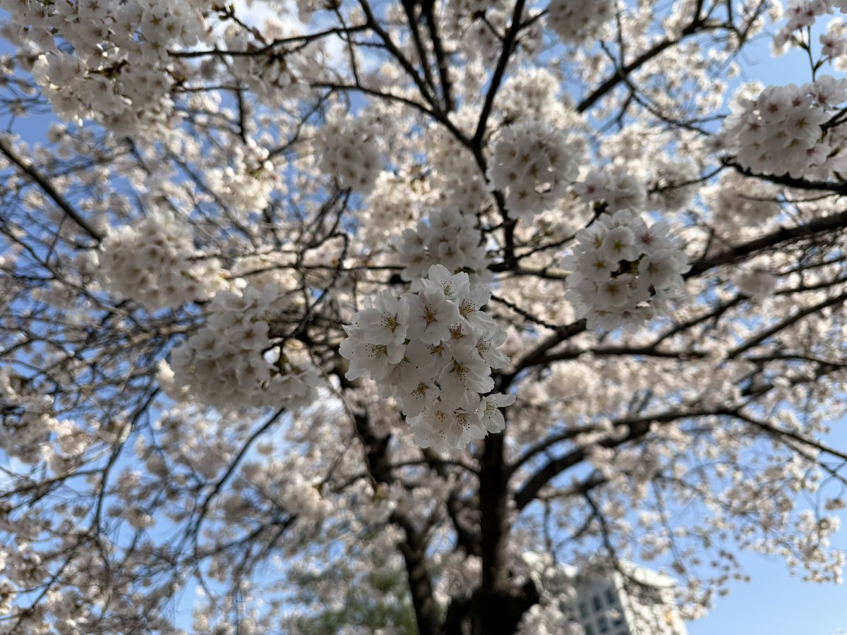 Five_Badsheep's tweet photo. 요즘 접속도 뜸하고 오프도 못 가는데 탐둬해줘서
감사합니다,,, 날씨가 너무 좋은데 트친들도 따듯한
하루하루 보내시길 기도하겠습니다😉🩵 https://t.co/ZpaSayF8UY