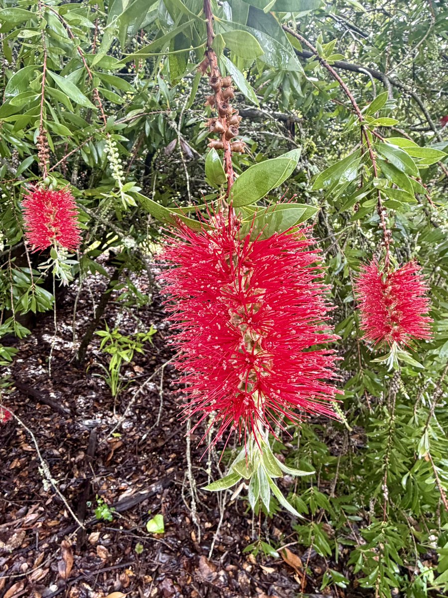 calicritters777's tweet image. Beauty Everywhere #NatureBeautiful