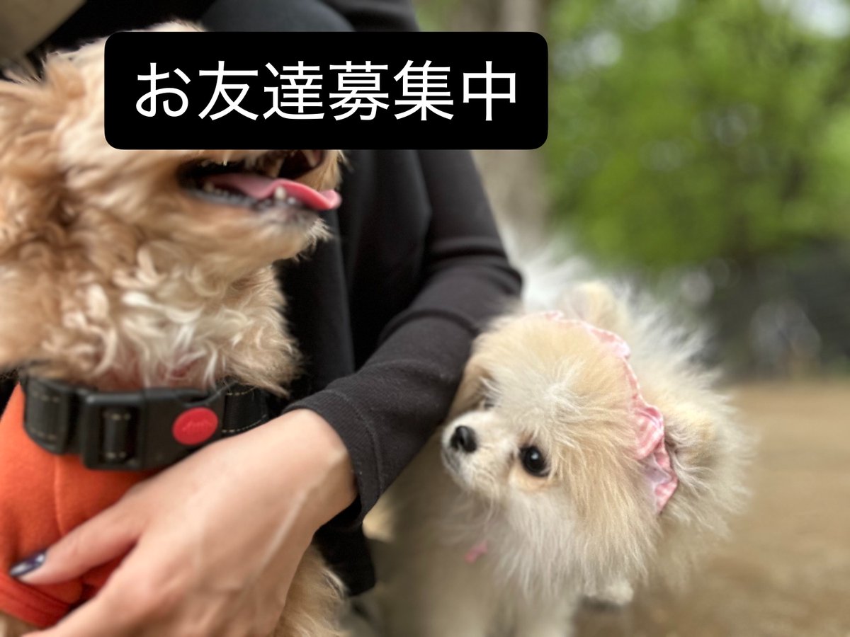 ポメのまりも（にゃーん） tweet media