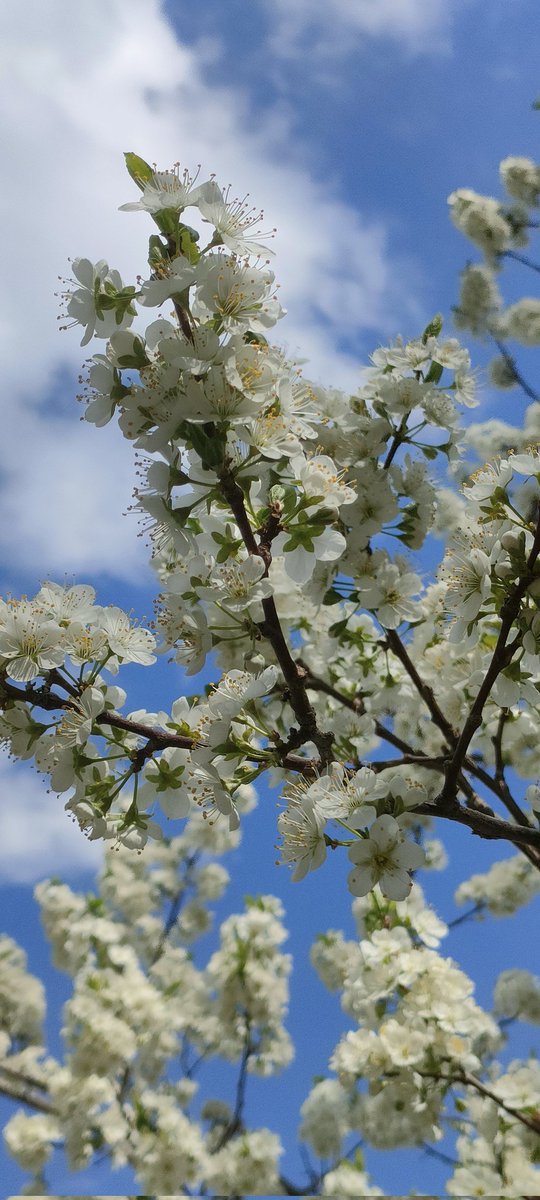 gbdst(互fo) tweet media