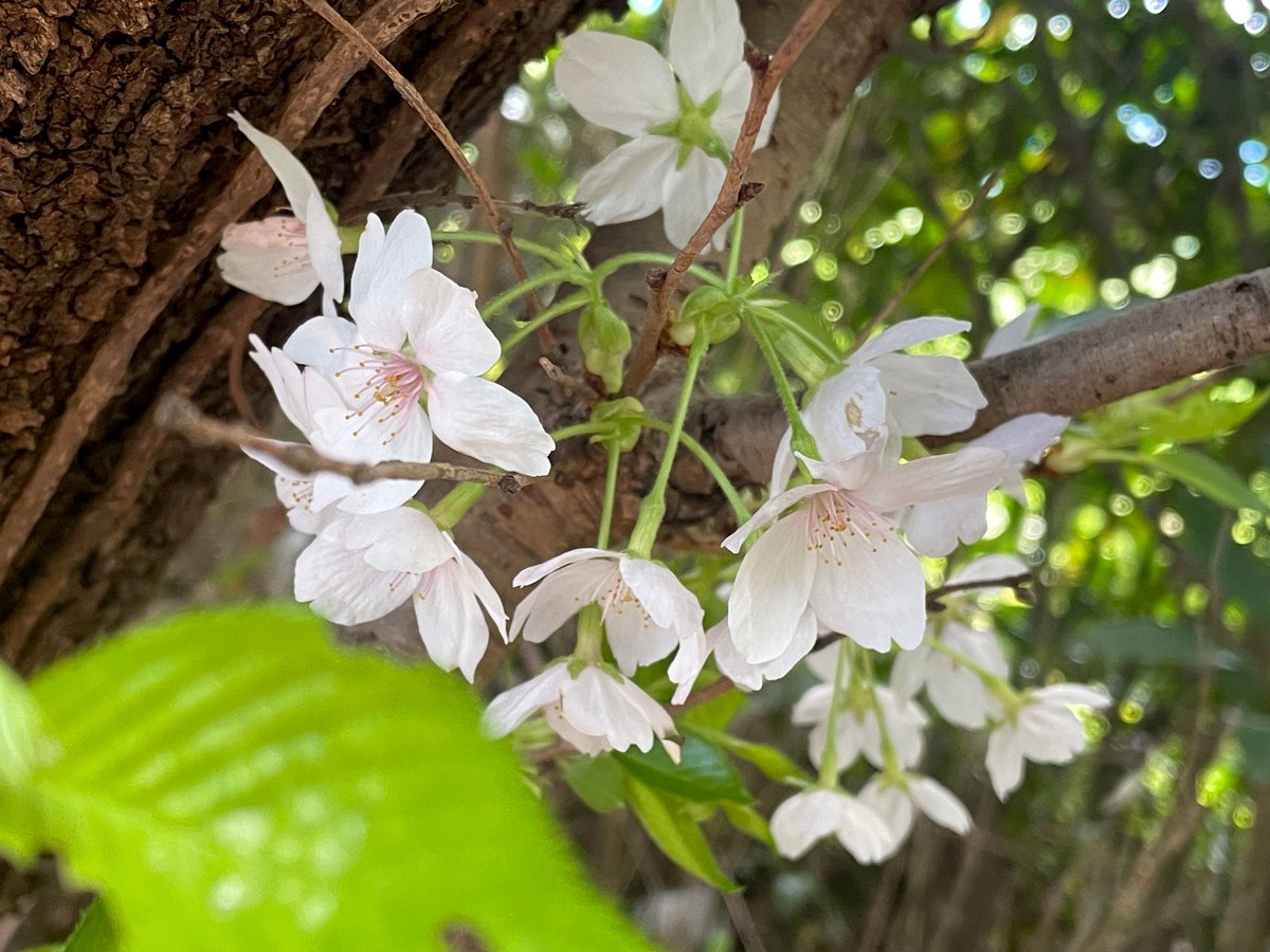 Arran（voice artist） tweet media